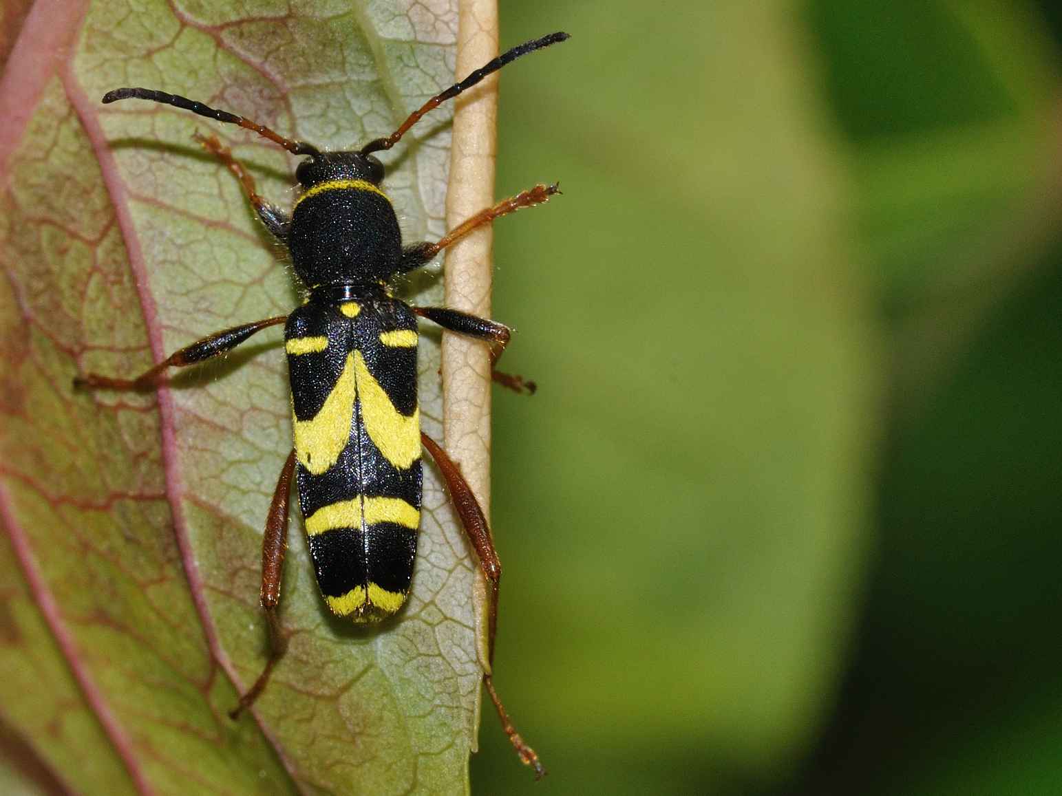 Cerambycidae - Clytus arietis arietis